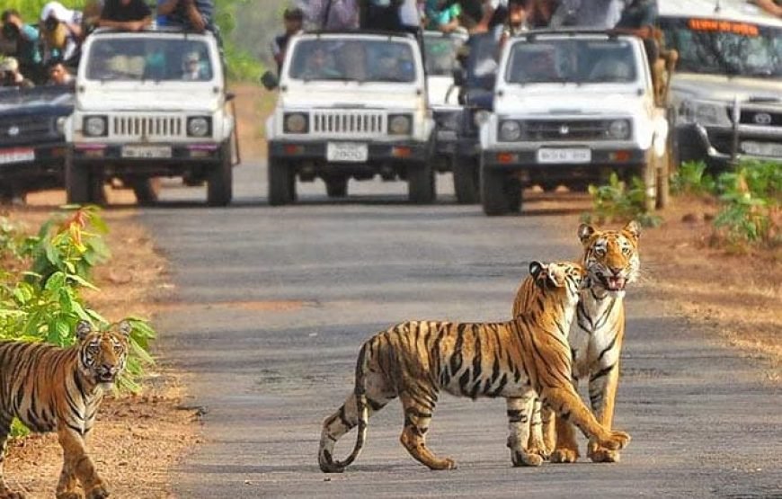 JIM CORBETT TOUR PACKAGES