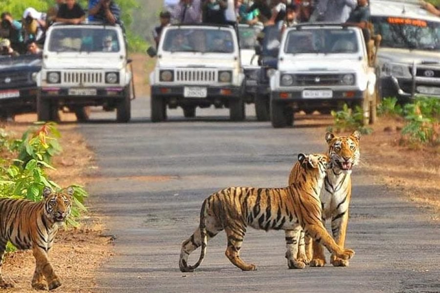 JIM CORBETT TOUR PACKAGES