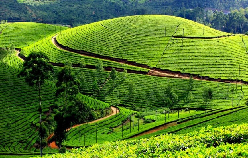 Munnar Thekkady Alleppey Tour Package